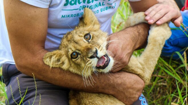 μυστήριο-με-το-λιονταράκι-που-βρέθηκε-562637392