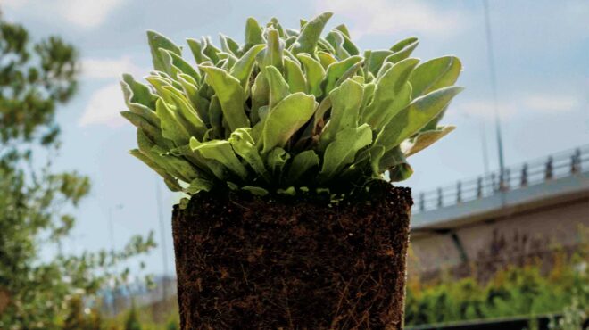 λυχνίδα-tο-φυτό-που-έλκει-τα-βλέμματα-μ-562605979