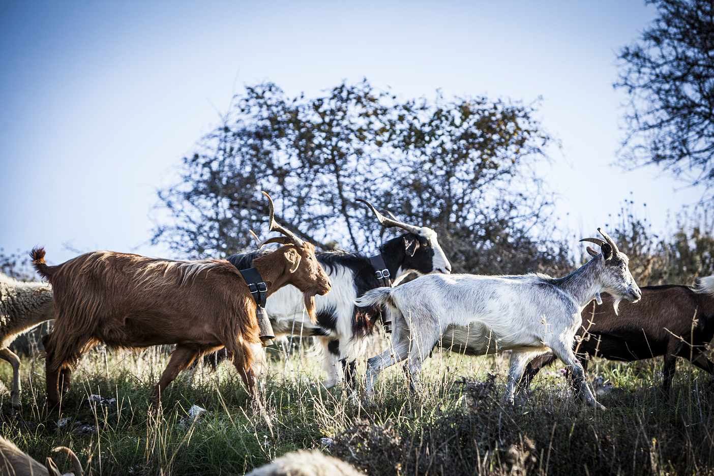 ΧΡΟΝΙΑ ΟΡΟΣΗΜΟ ΤΟ 2023 ΓΙΑ ΤΗ ΔΩΔΩΝΗ-3