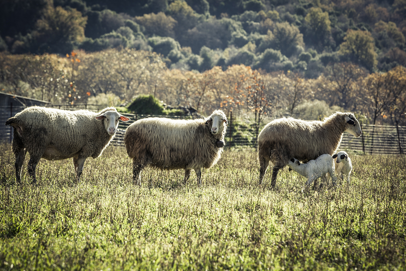 ΧΡΟΝΙΑ ΟΡΟΣΗΜΟ ΤΟ 2023 ΓΙΑ ΤΗ ΔΩΔΩΝΗ-4