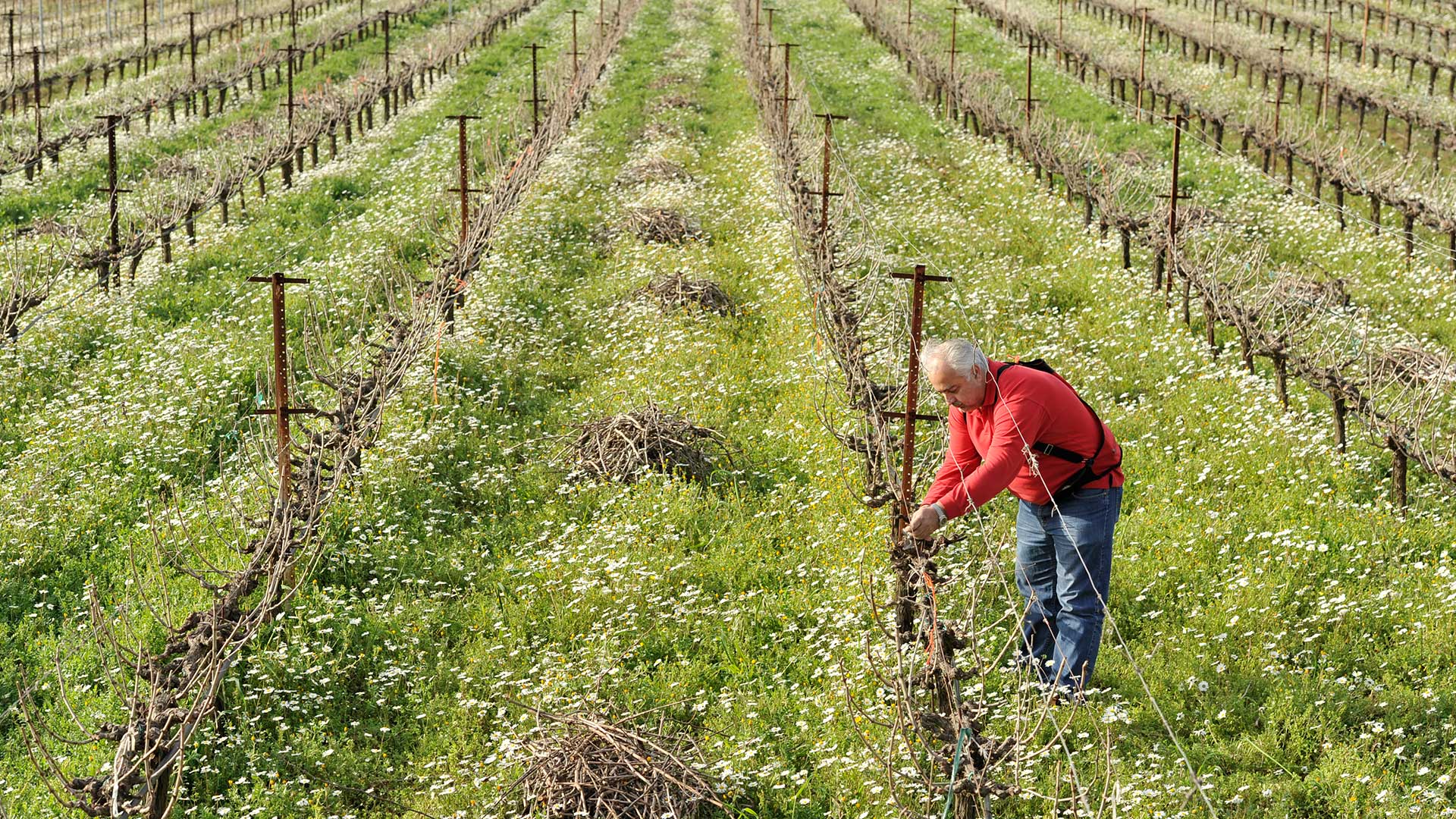 Το πρώτο φεστιβάλ μεσσηνιακών οίνων έρχεται στη Navarino Agora-3