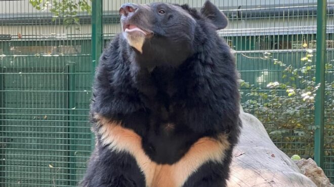 σκωτία-ζωολογικός-κήπος-θα-υιοθετήσε-562619047