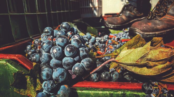 τι-κρασιά-θα-πιούμε-φέτος-562605904