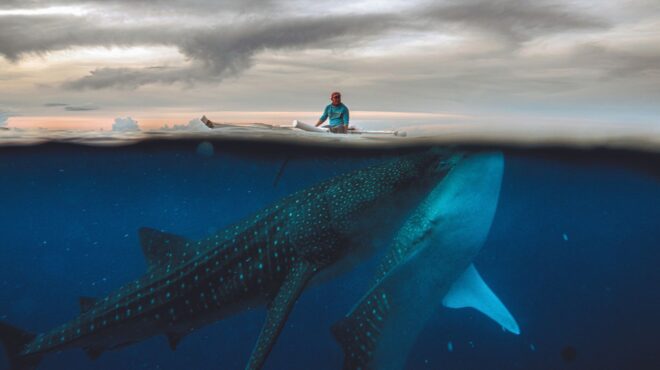 320-σελίδες-κάτω-από-τη-θάλασσα-562622530