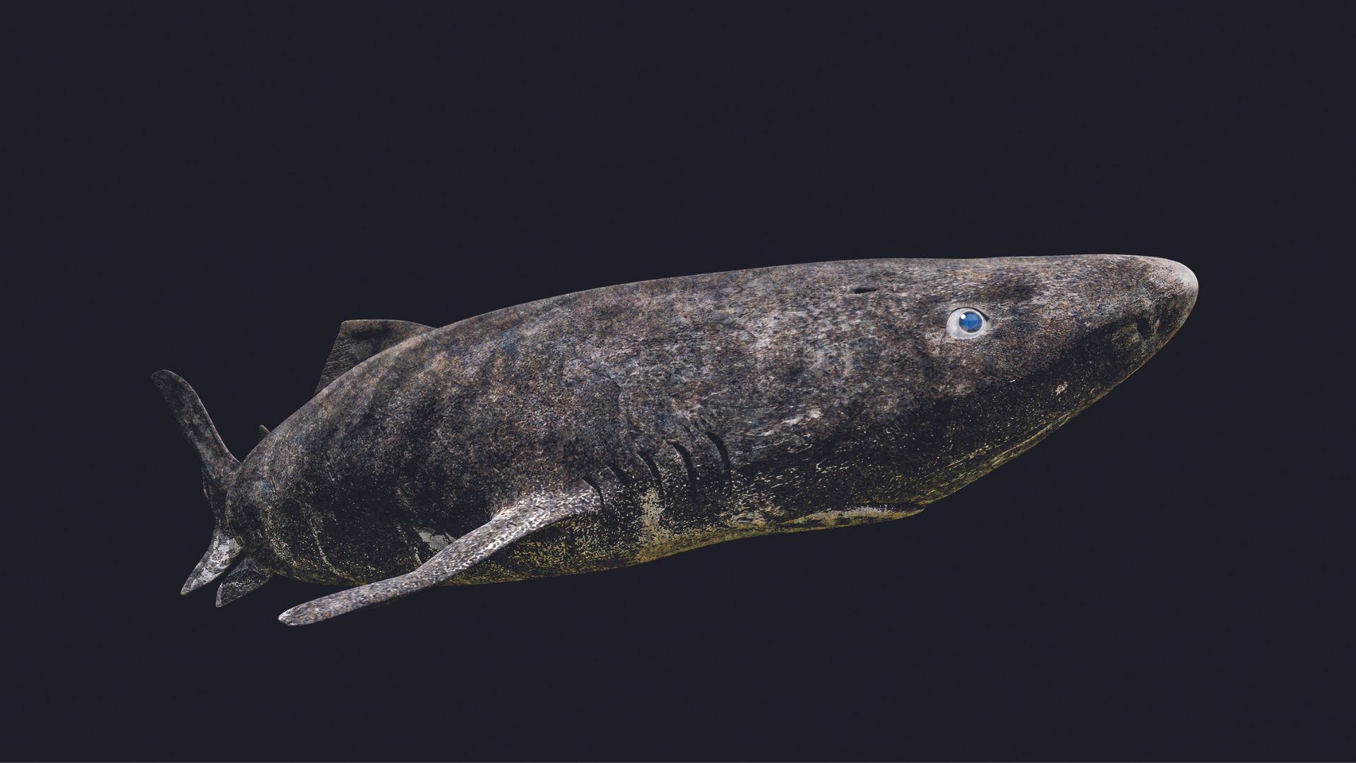 320 σελίδες κάτω από τη θάλασσα-4