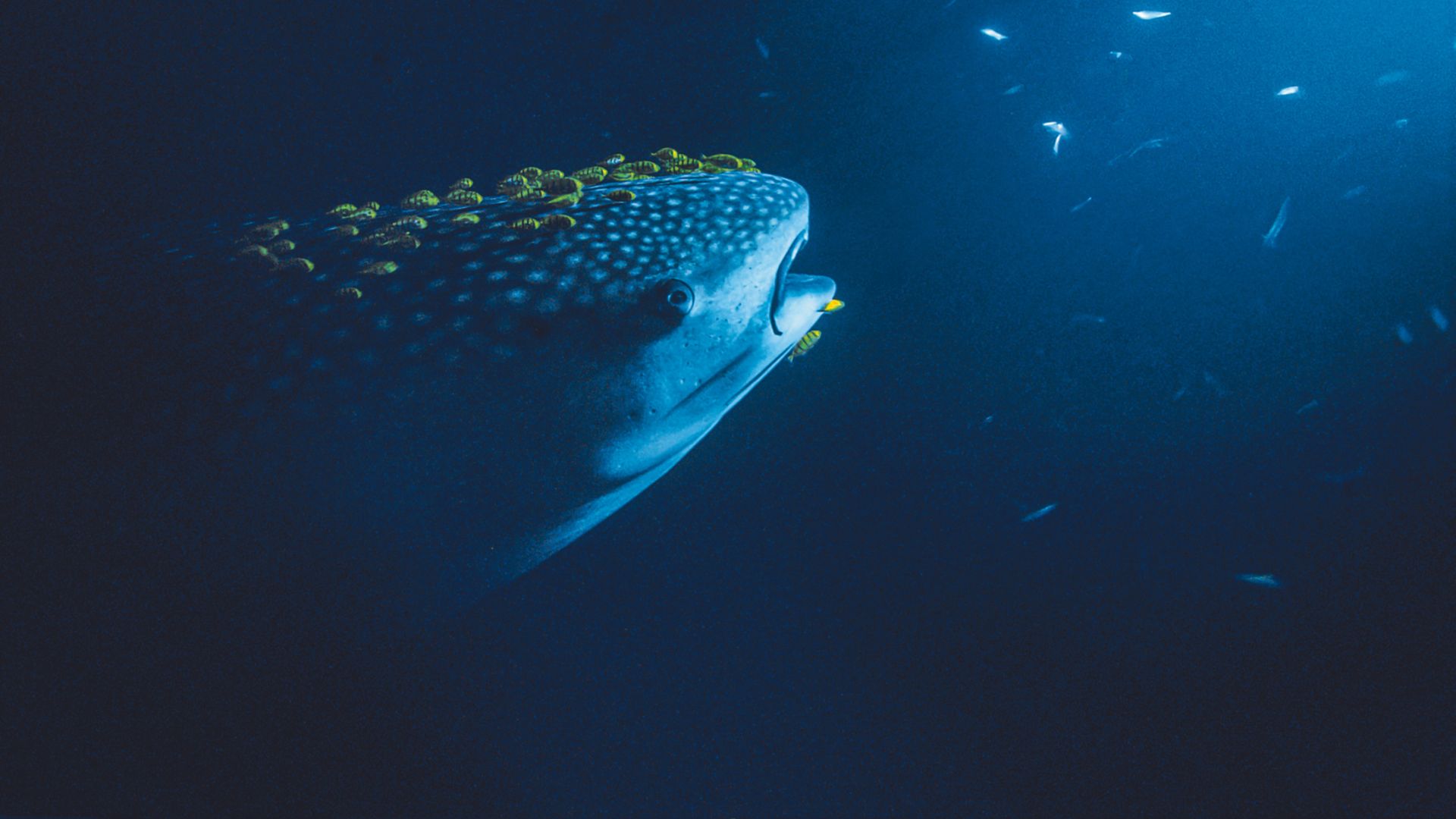 320 σελίδες κάτω από τη θάλασσα-5