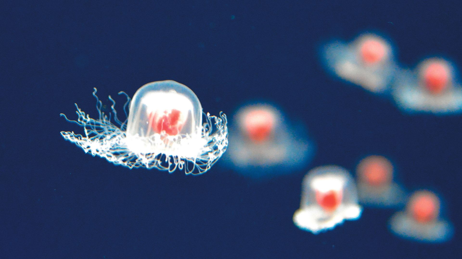 320 σελίδες κάτω από τη θάλασσα-2