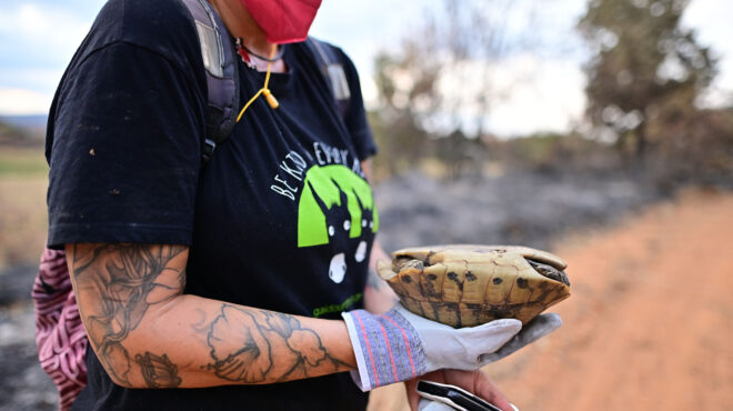 φροντίζοντας-πληγωμένα-ζώα-στο-καμέν-562627363