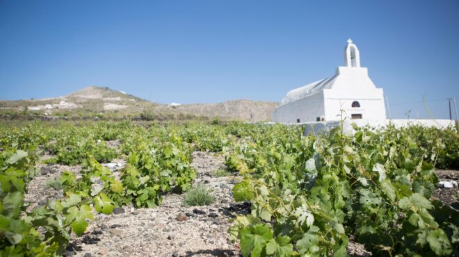 πιο-ακριβό-το-κρασί-της-σαντορίνης-562627726
