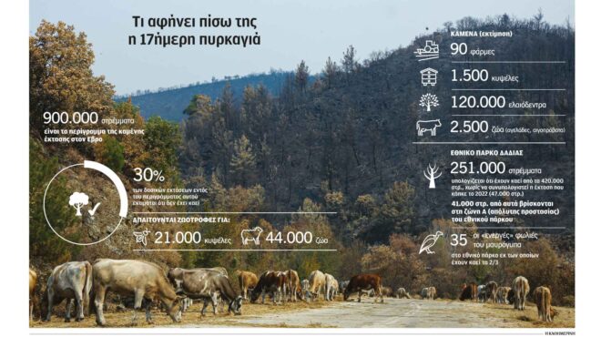 κάηκε-στον-εβρο-το-60-των-ελαιοδέντρων-562598758