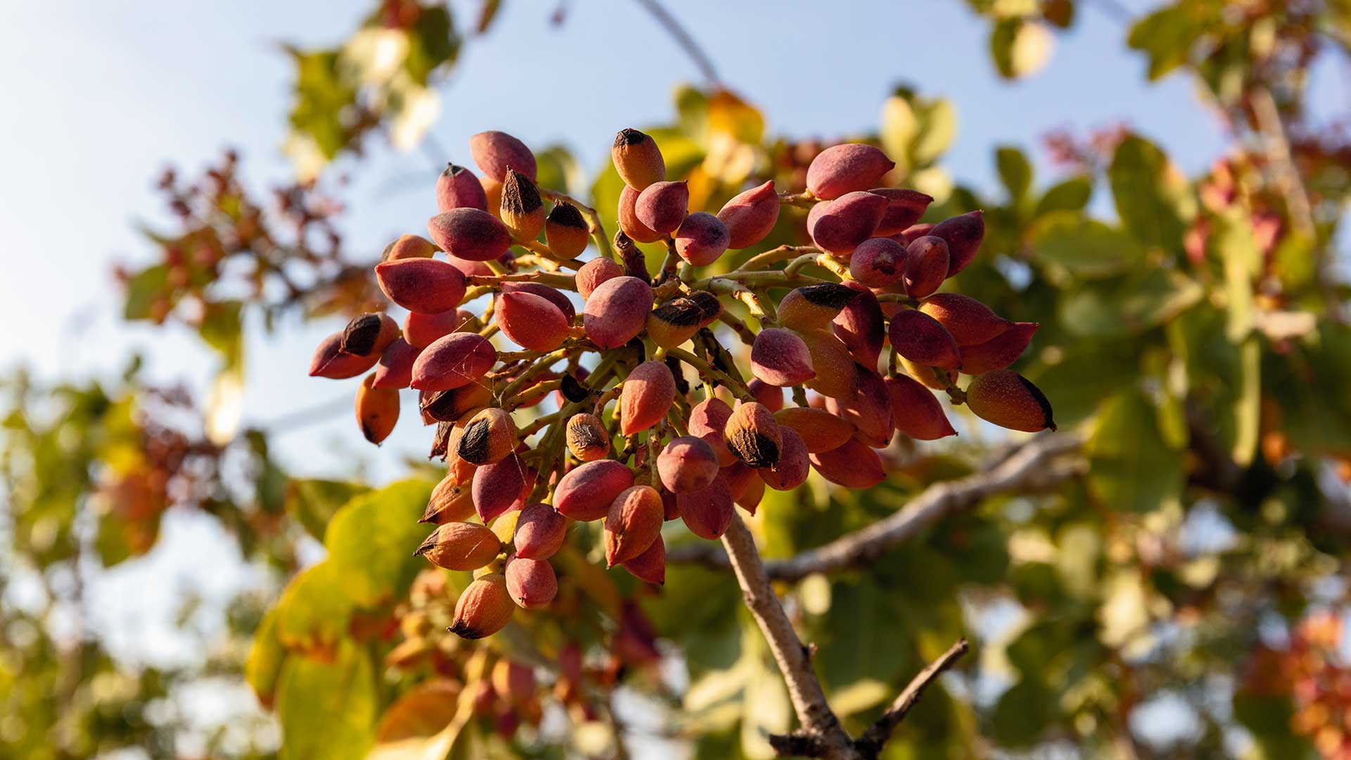Βόλτα στα Μεσόγεια των γεύσεων και των αρωμάτων-3