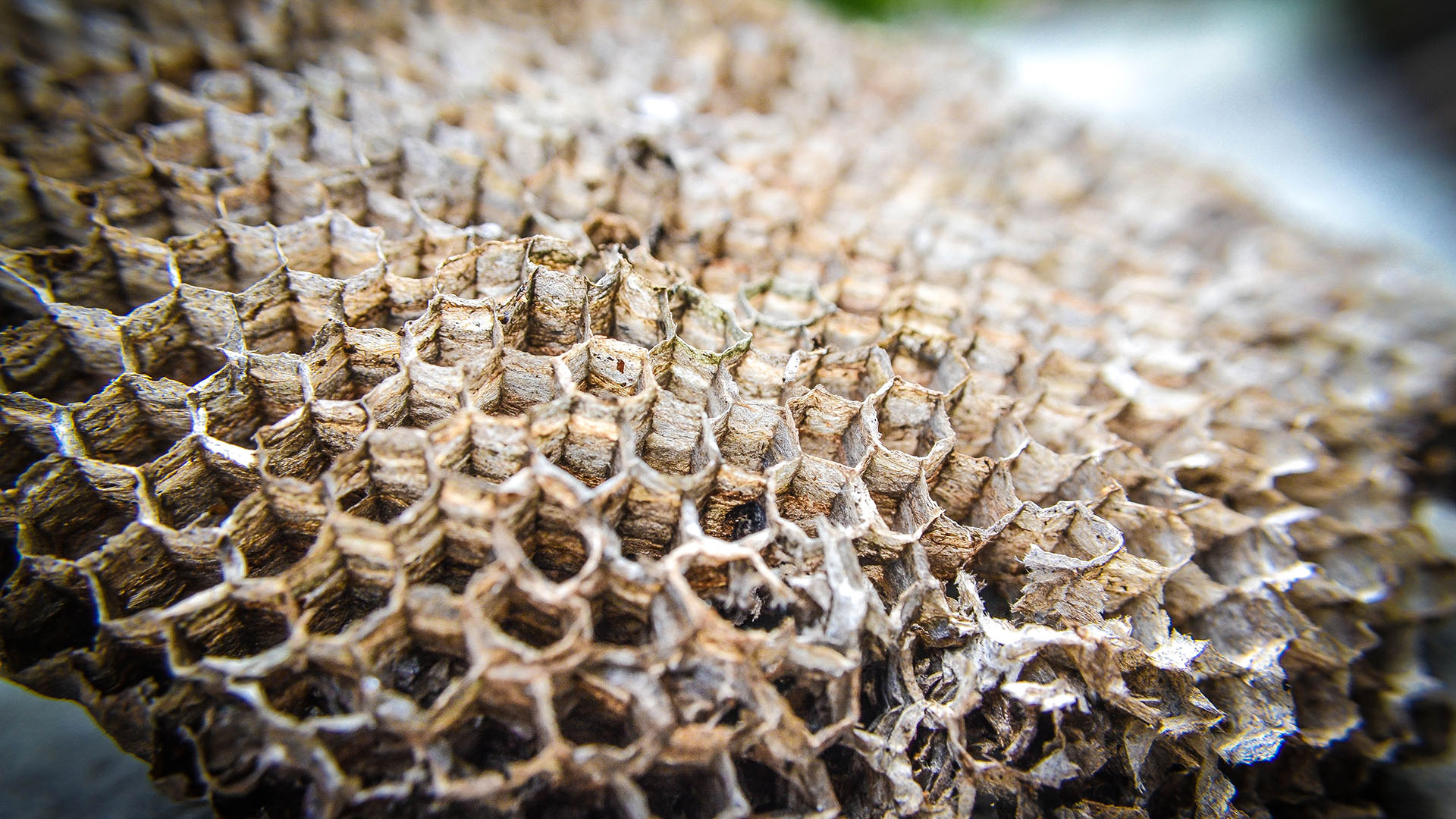 Εβρος: «Με κάθε κτηνοτρόφο που φεύγει, κλείνει ένα κατάστημα στην Αλεξανδρούπολη»-4