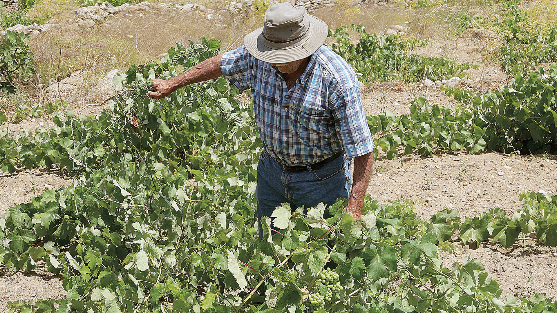 Πιο ακριβό το κρασί της Σαντορίνης-1