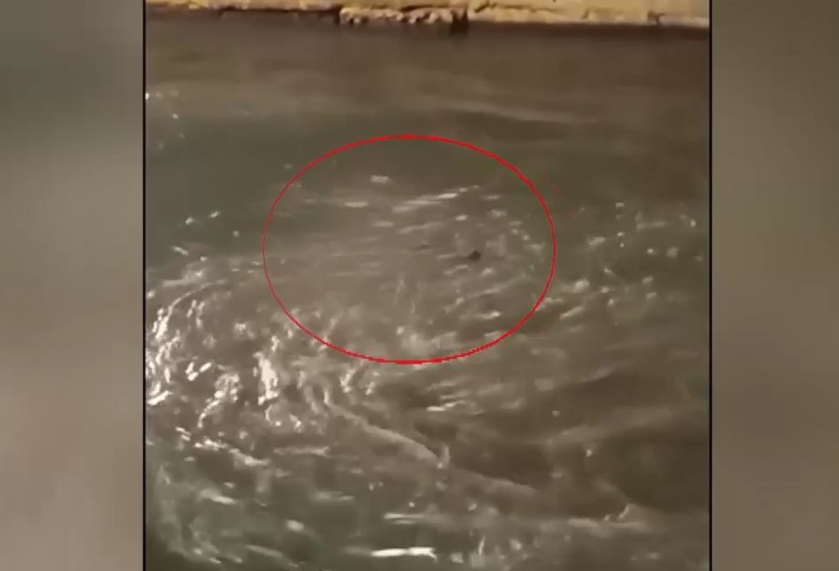 Blue Horizon: Στην Εισαγγελία οι τέσσερις συλληφθέντες-1