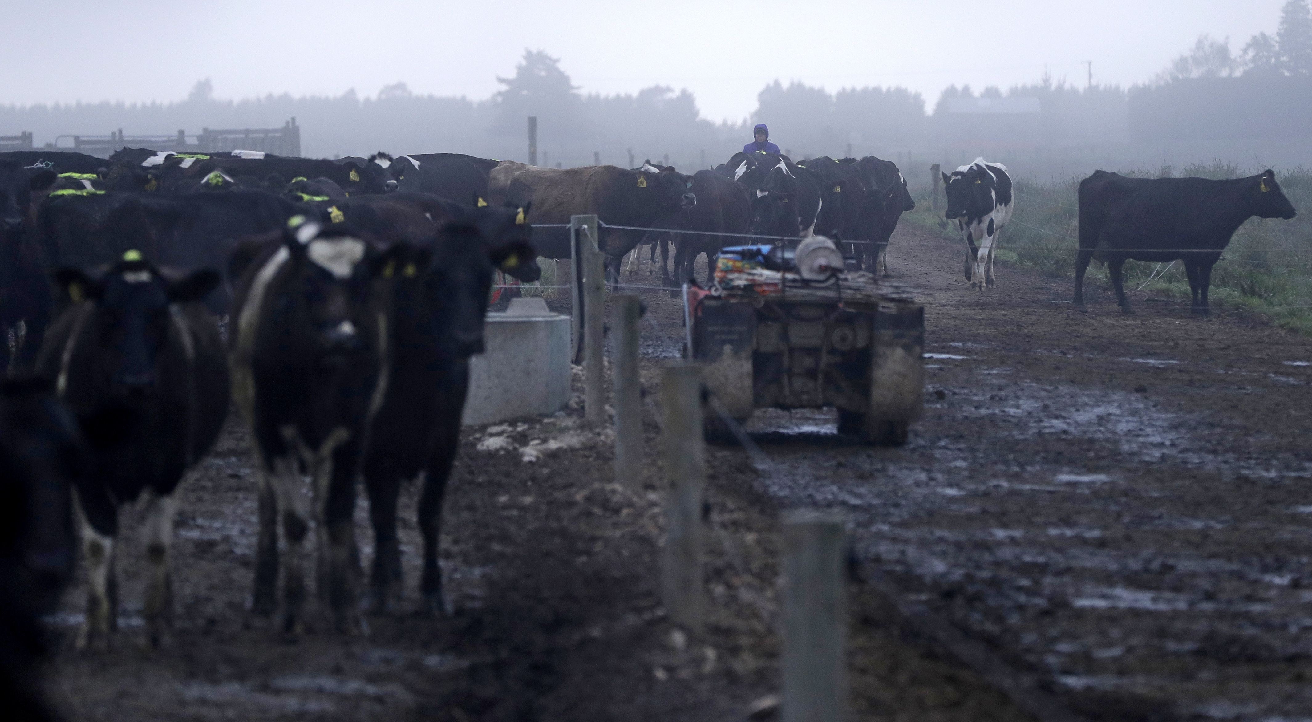 Δεξιά στροφή και ψήφος διαμαρτυρίας από τους αγρότες στη Νέα Ζηλανδία-1