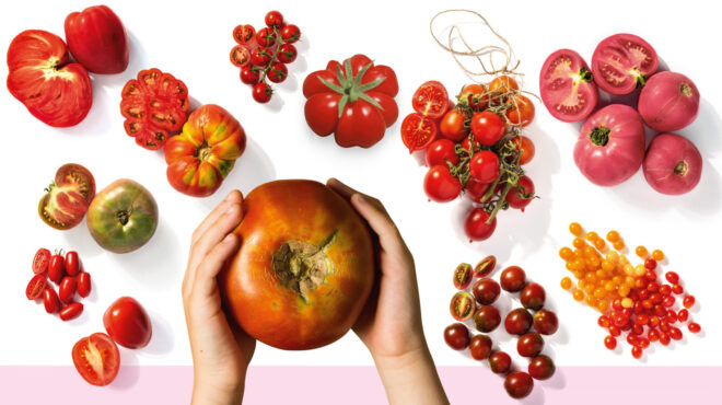 ντοματολόγιο-τι-ντομάτες-κυκλοφορού-562629652