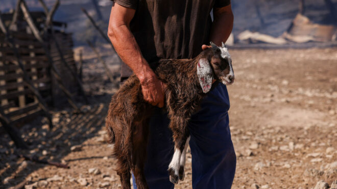 εβρος-με-κάθε-κτηνοτρόφο-που-φεύγει-κ-562637443