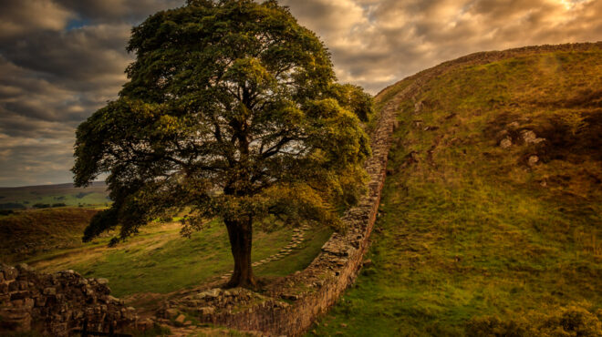 bρετανία-εκοψαν-το-εμβληματικό-δέντρο-562642063