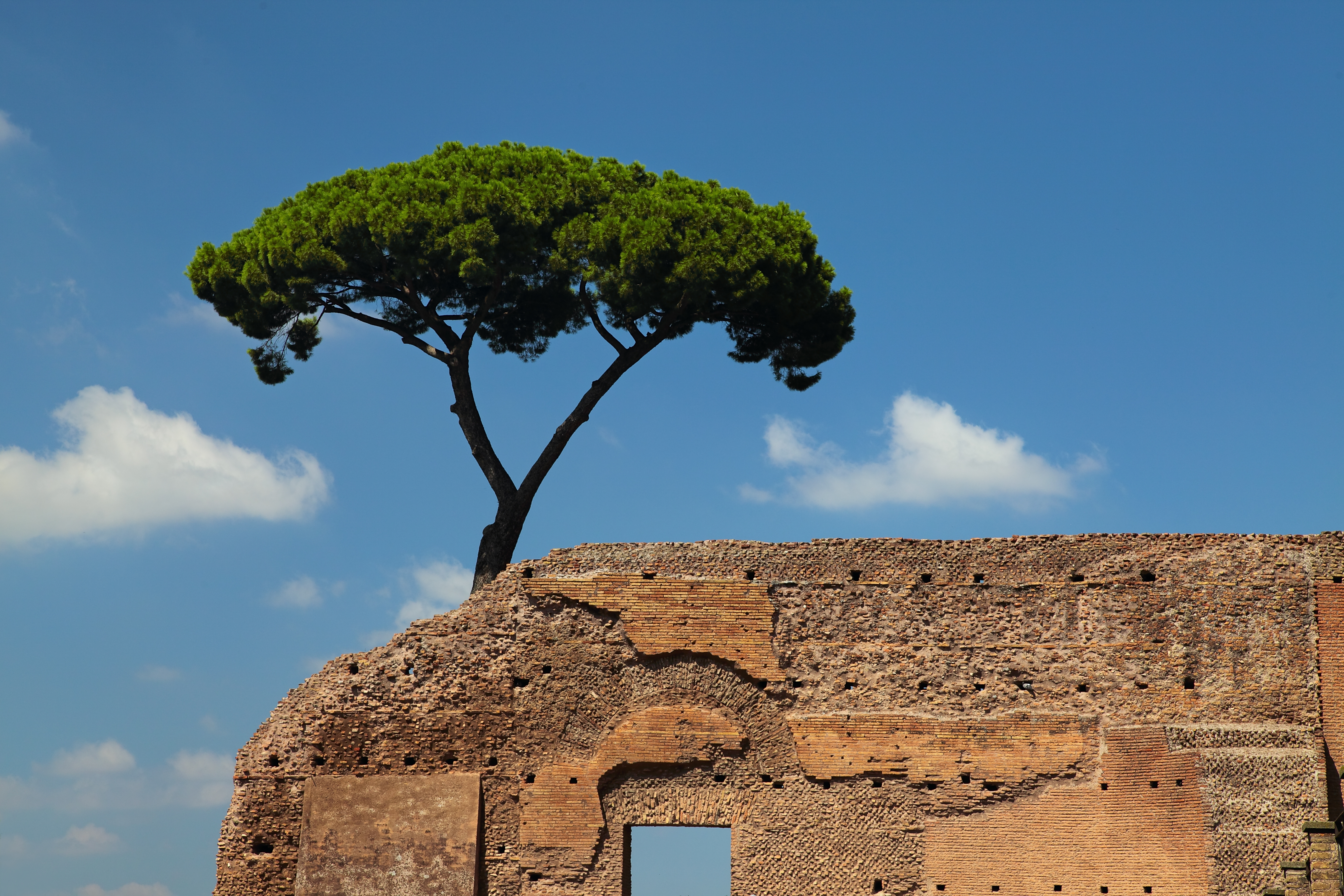 Ρώμη: Τα εμβληματικά πεύκα «ομπρέλες» της Αιώνιας Πόλης απειλούνται – και όχι μόνο από τα έντομα-3