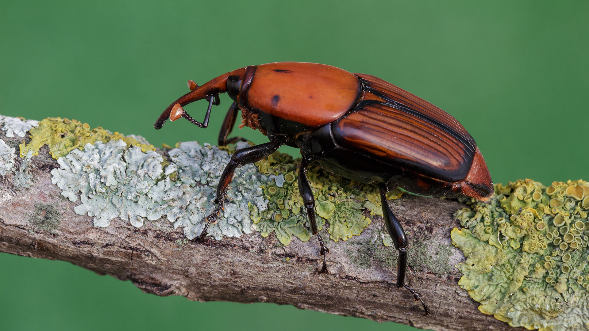Κρήτη: Το κόκκινο σκαθάρι απειλεί το φοινικόδασος Βάι-1