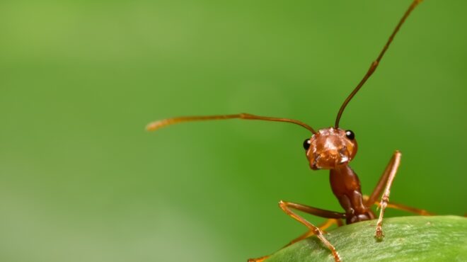καμπανάκι-από-την-ιταλία-για-τις-απο-562610671