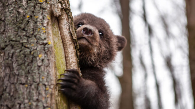 φλώρινα-πυροβόλησαν-και-σκότωσαν-αρκ-562644412