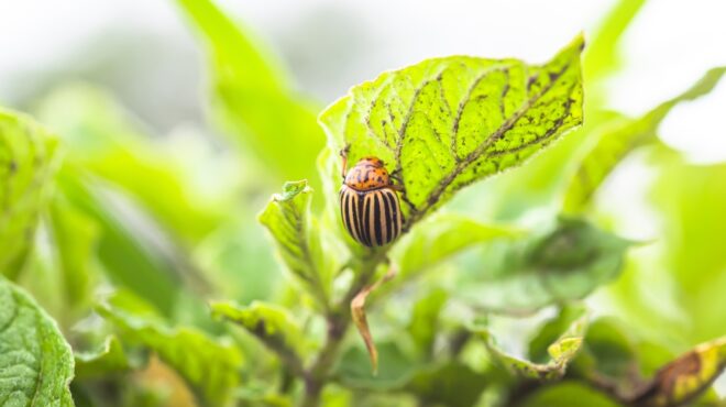 πρόεδρος-cop28-χάνουμε-τη-μάχη-για-τους-κλι-562597777