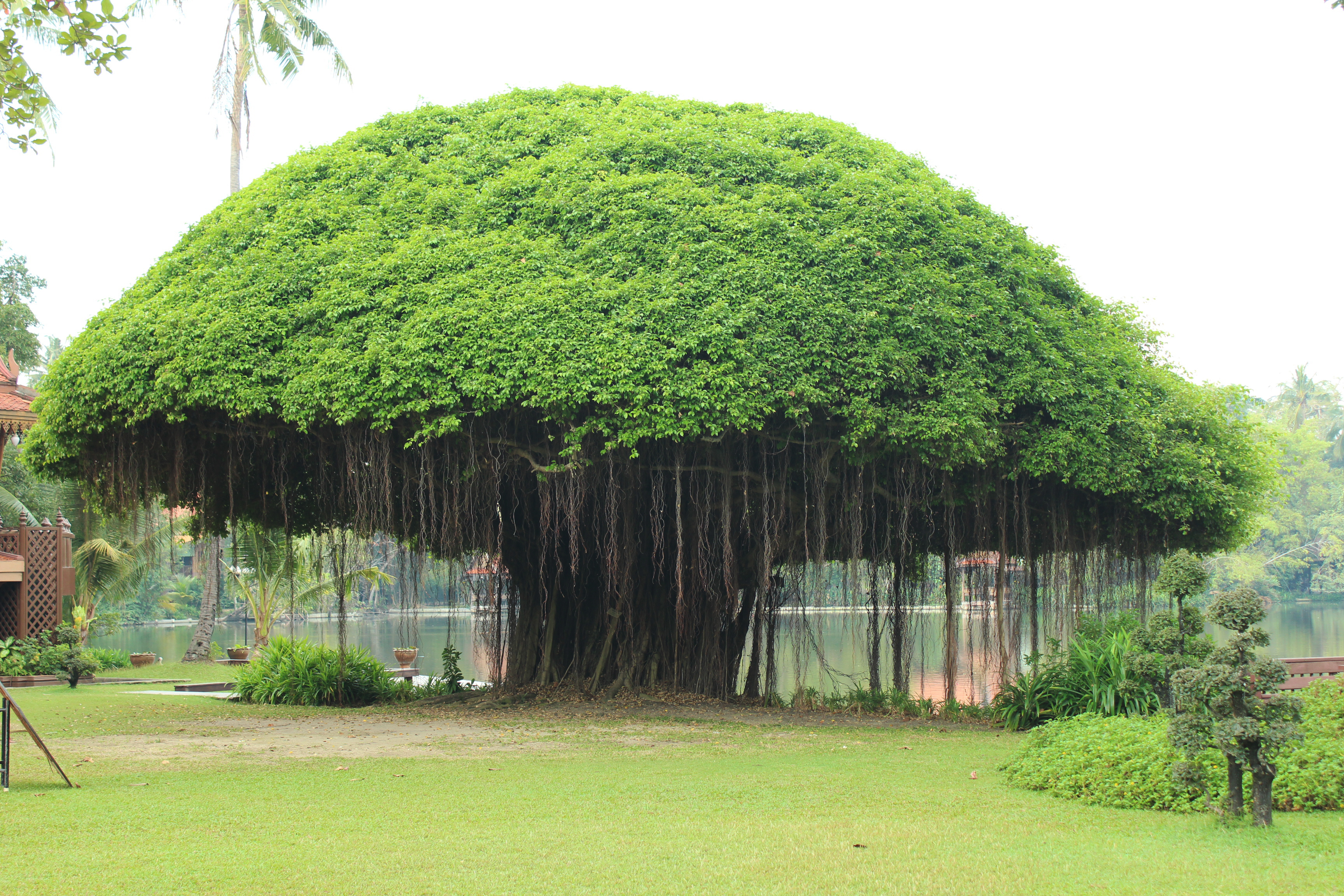 Χαβάη: «Ανθισε» το πελώριο καμένο μπάνιαν της Λαχάινα – «Σύμβολο ελπίδας»-4