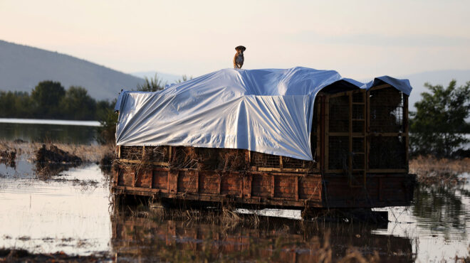 θεσσαλία-χιλιάδες-νεκρά-ζώα-σε-λιμνάζ-562635652