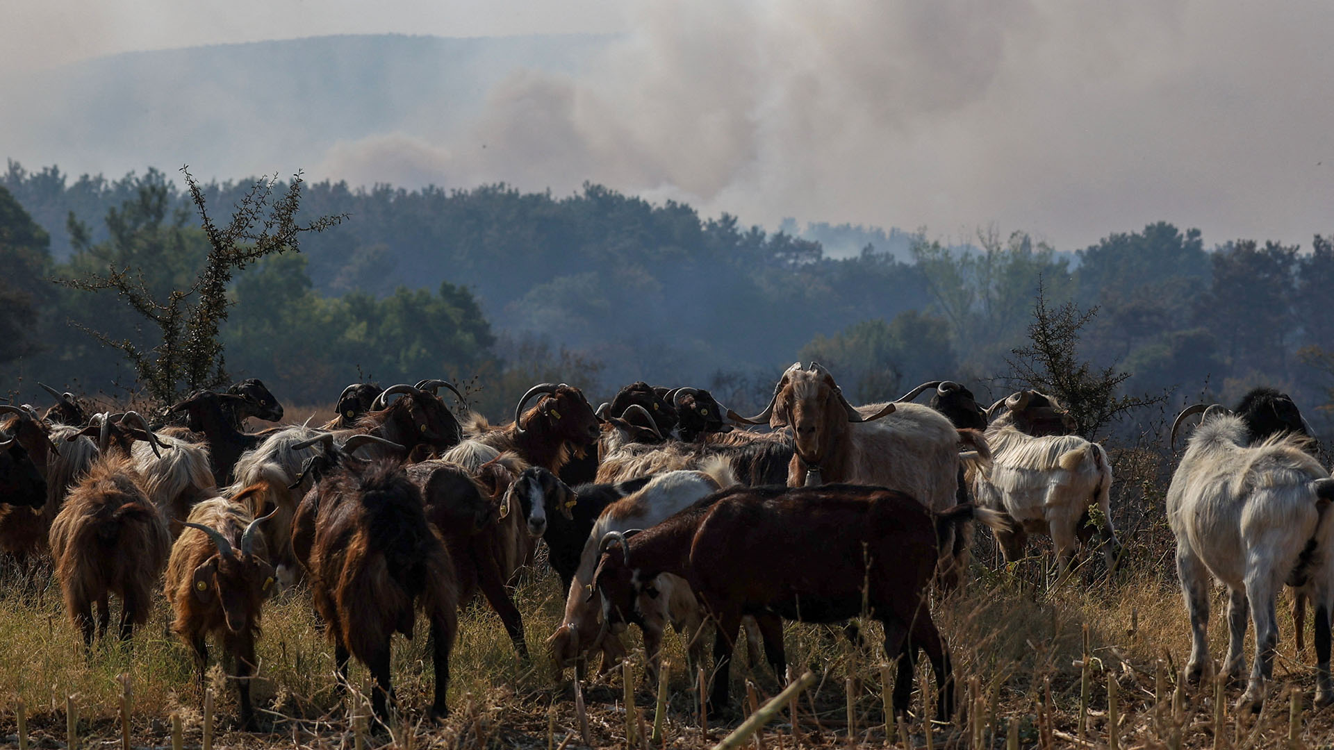Εβρος: «Με κάθε κτηνοτρόφο που φεύγει, κλείνει ένα κατάστημα στην Αλεξανδρούπολη»-3