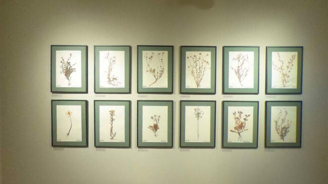 η-θαυμαστή-χλωρίδα-του-αγίου-όρους-562694350