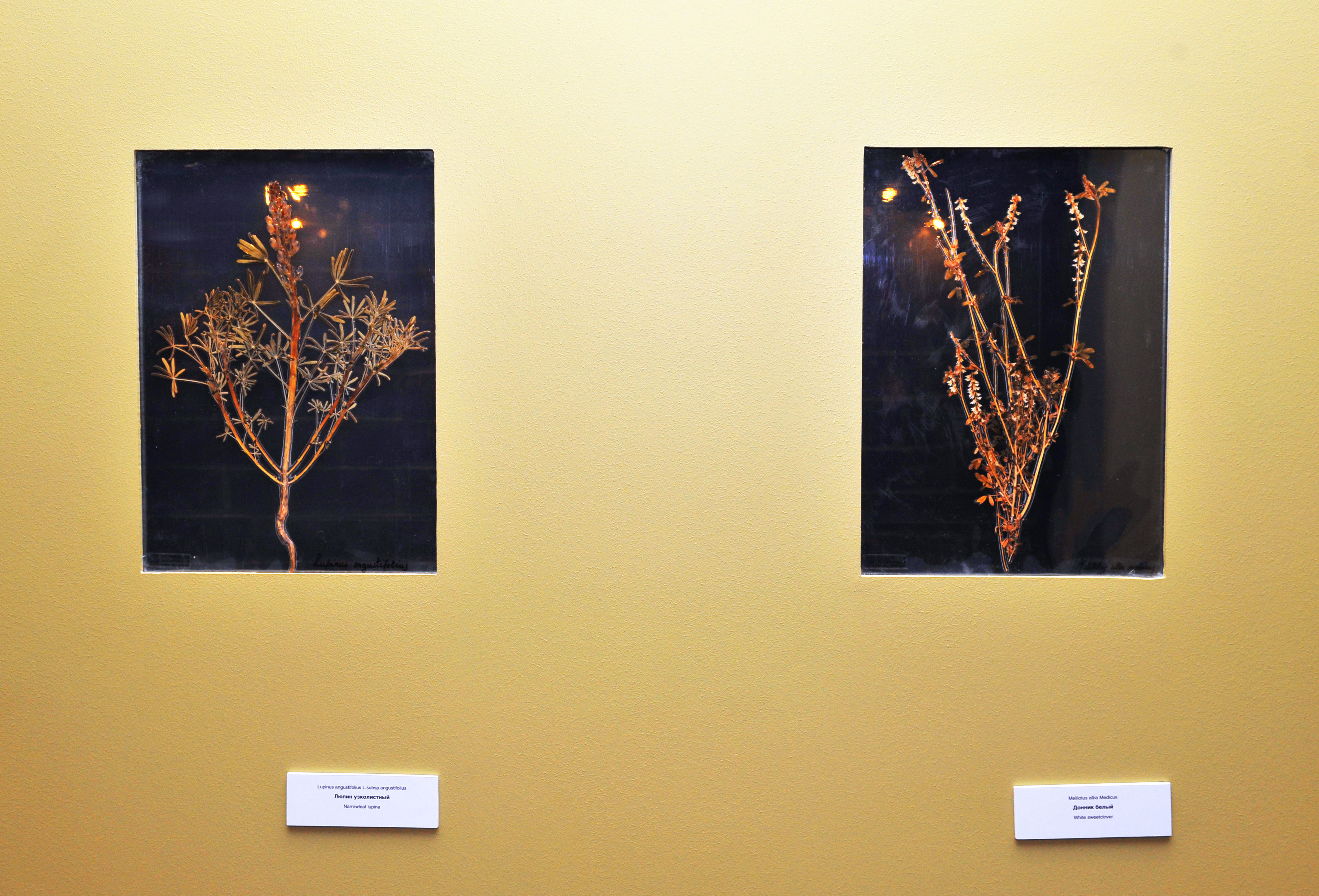 Η θαυμαστή χλωρίδα του Αγίου Όρους-4