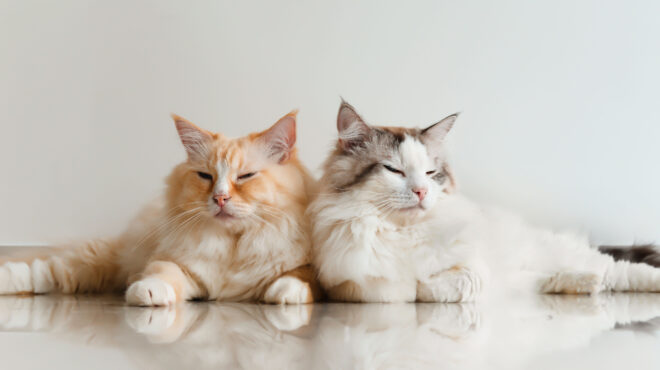 οσα-λένε-οι-γάτες-μεταξύ-τους-ερευνα-κα-562701490