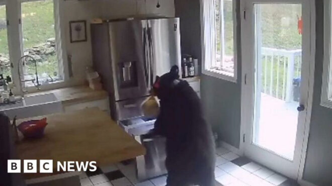 αρκούδα-περιφέρεται-επί-μισή-ώρα-σε-σπ-562681207