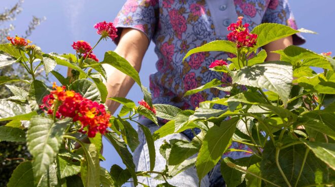 λαντάνες-οι-παραμελημένες-καλλονές-τ-562697875