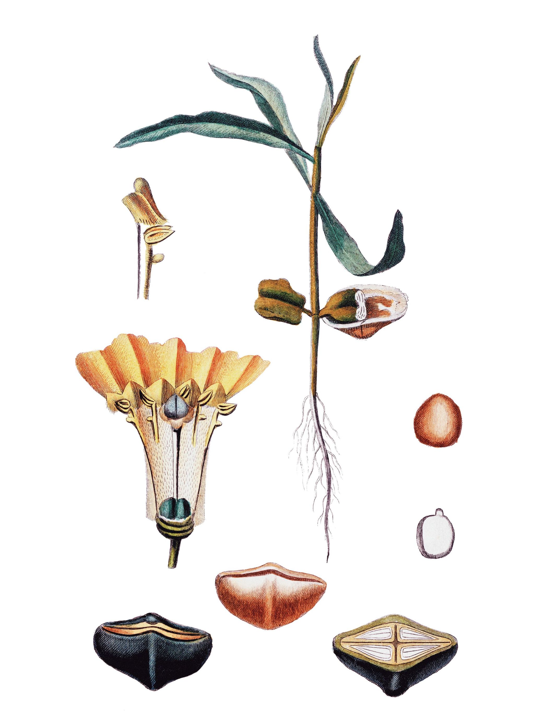 Θιβετιά: Τι κινδύνους κρύβουν οι σπόροι της για τον άνθρωπο;-1