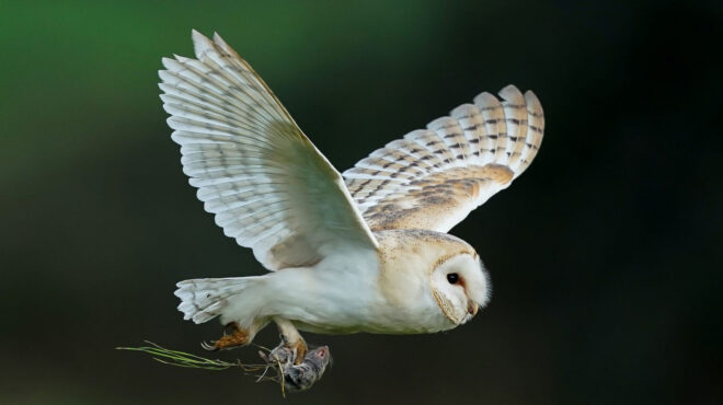 πώς-η-τυτώ-ενώνει-αραβες-και-ισραηλινο-562683244