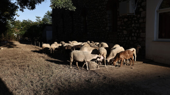 θεσσαλία-100-κάλυψη-για-τα-ζώα-που-χάθηκα-562666213