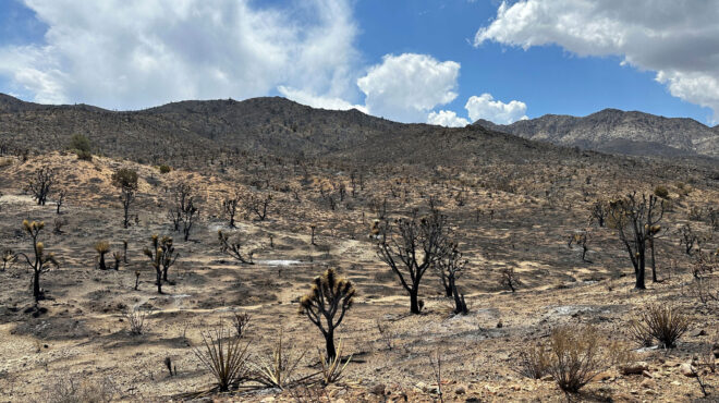 μαροκινή-startup-κατά-της-ερημοποίησης-562691743