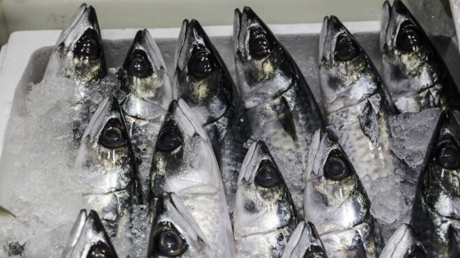 σαρδελόγαυρος-στην-tv-562697275