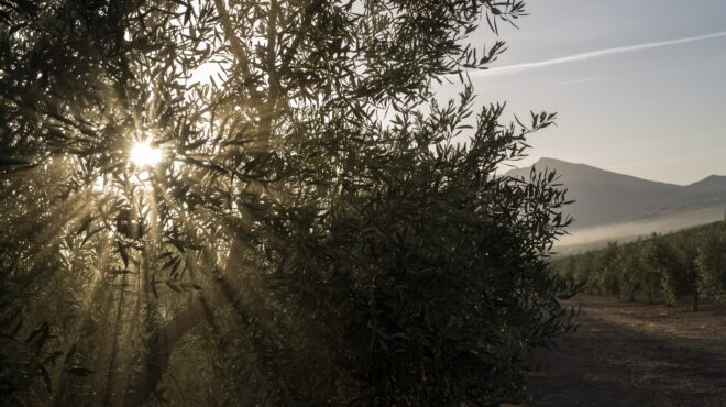 κλέφτες-ελαιολάδου-562658938