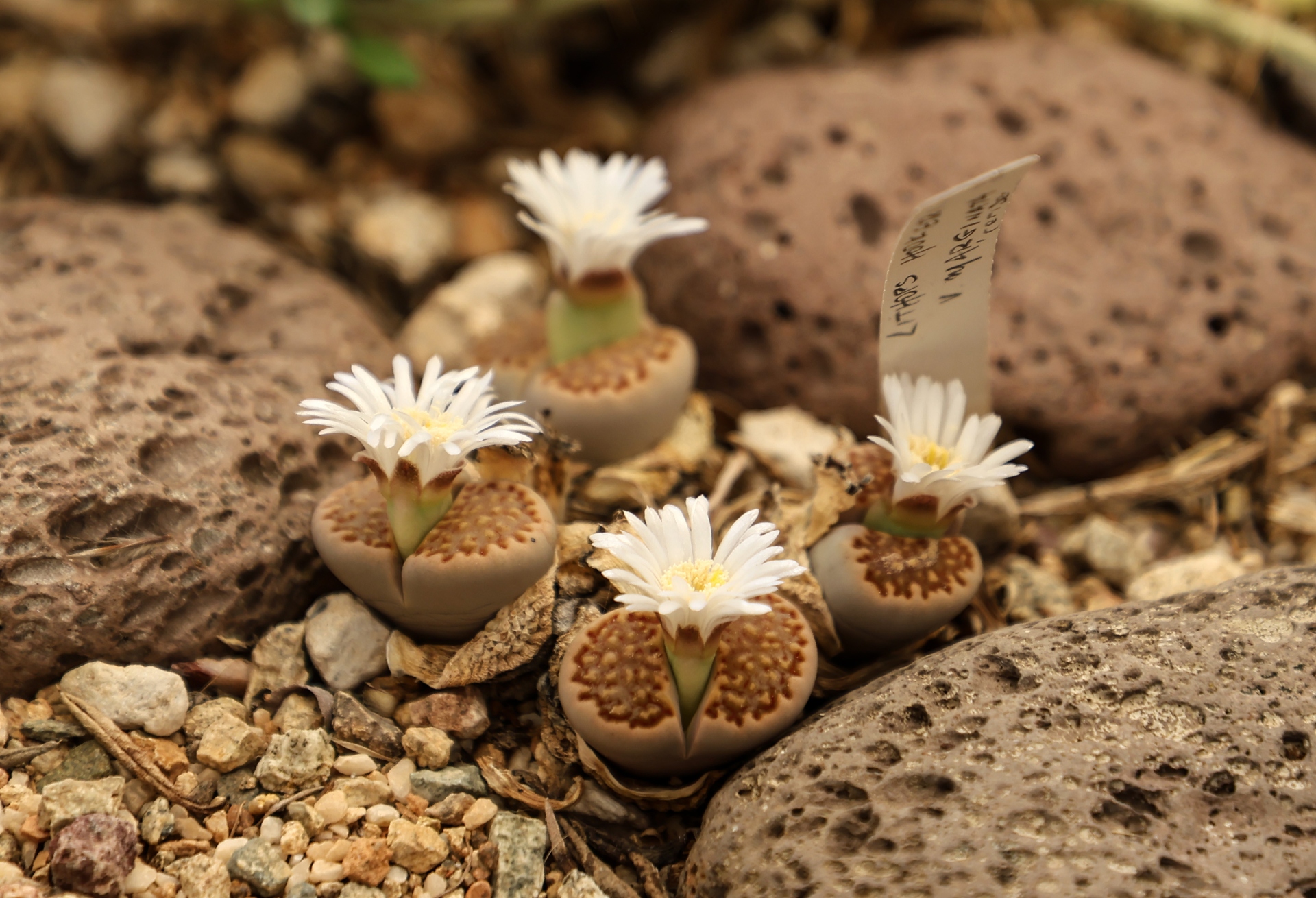 Οι κρυμμένοι «θησαυροί» του Δάσους Συγγρού-11