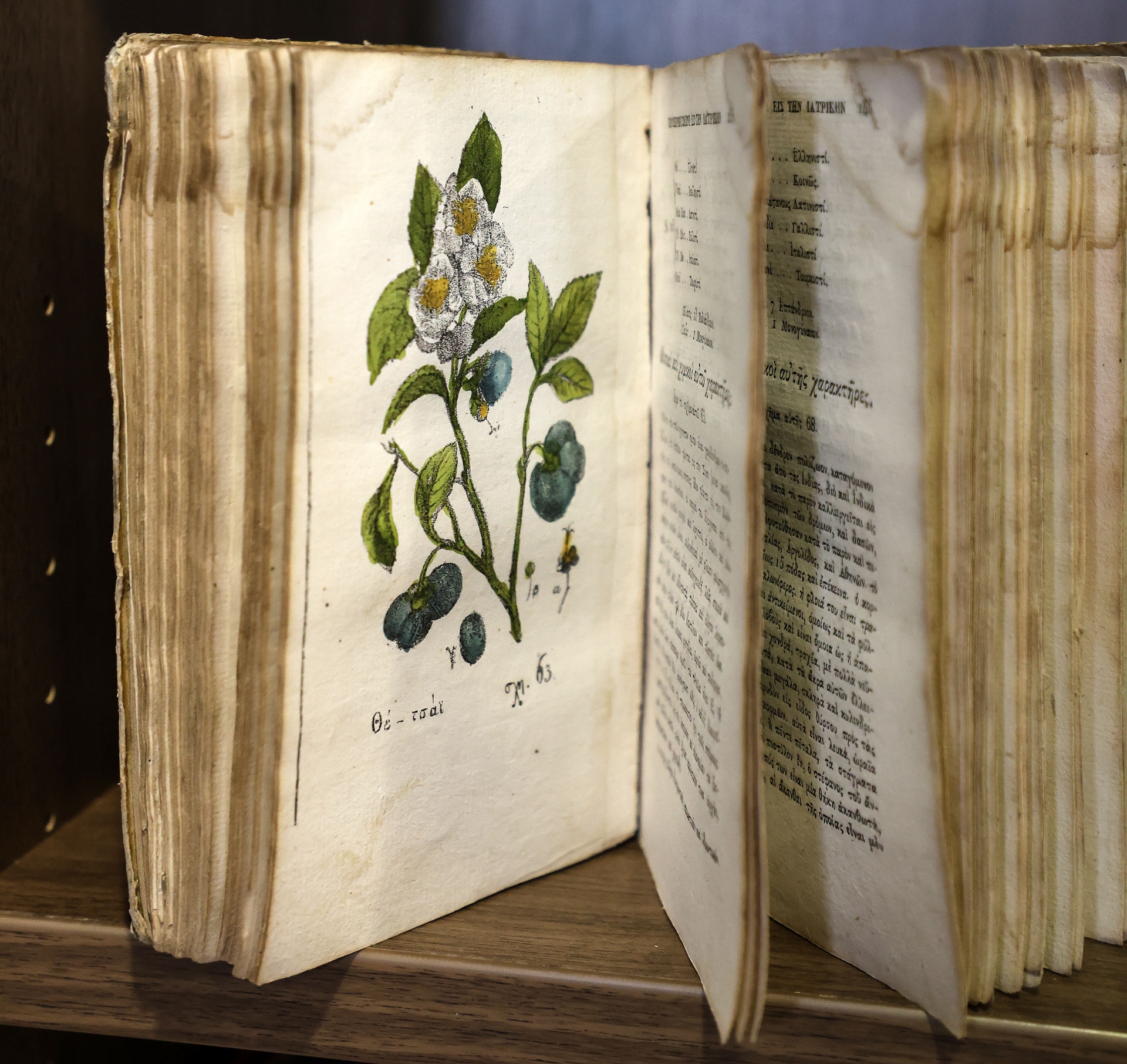 Οι κρυμμένοι «θησαυροί» του Δάσους Συγγρού-3