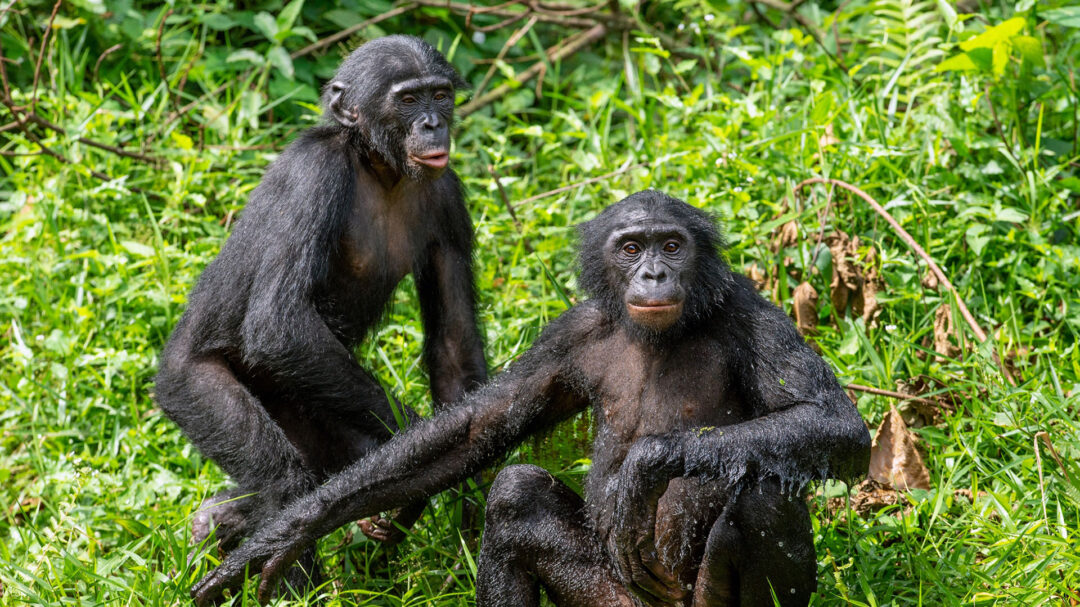 ζευγάρια-θηλαστικών-ιδίου-φύλου-562654102