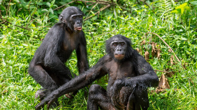 ζευγάρια-θηλαστικών-ιδίου-φύλου-562654102