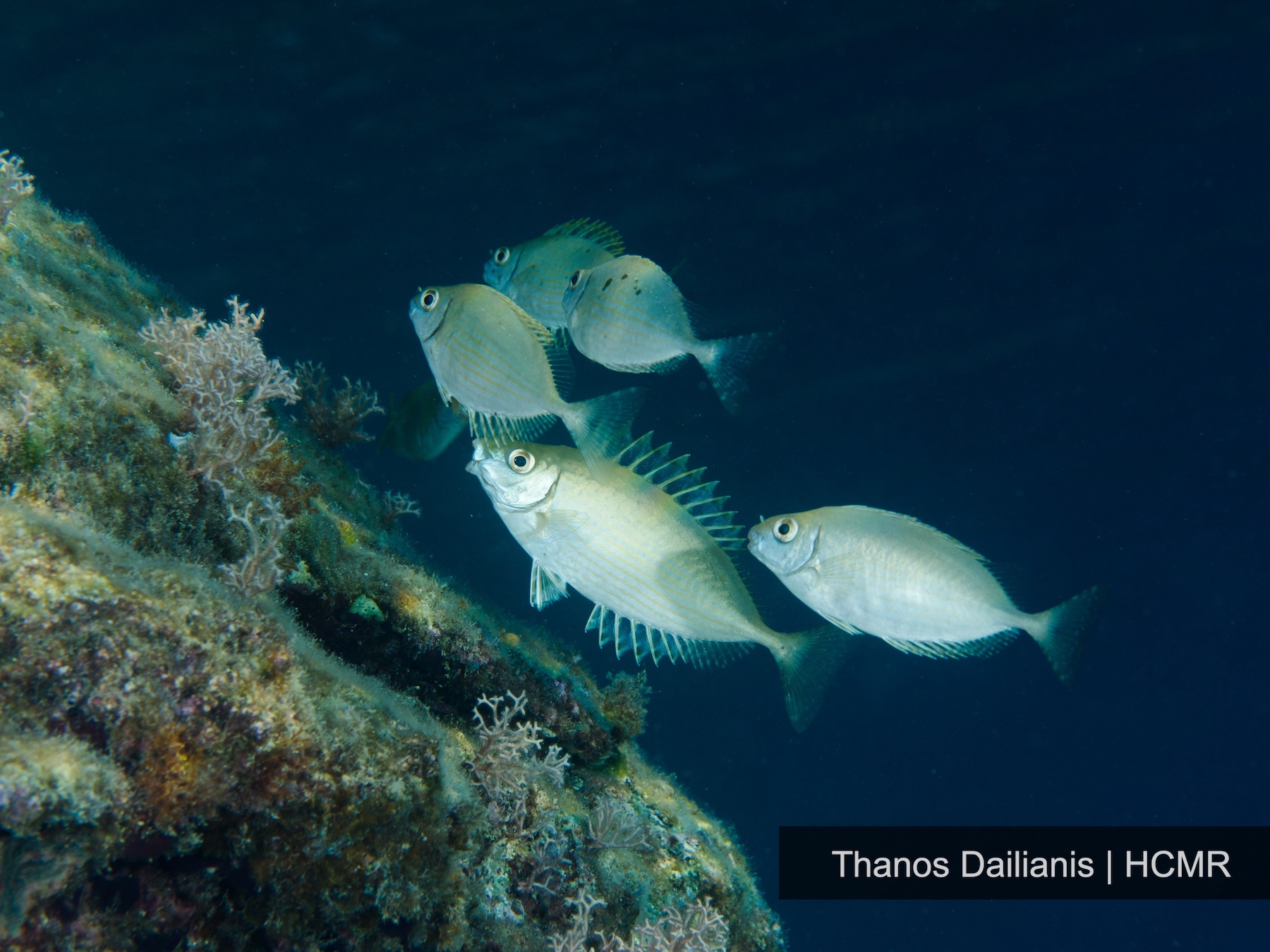 Ο λούρης, η ρίβα και το λεοντόψαρο: Τα ψάρια που (λανθασμένα) φοβόμαστε μπαίνουν στο πιάτο μας-2