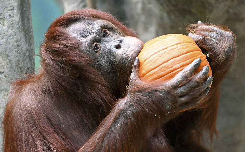 Μύρισε Χριστούγεννα-3