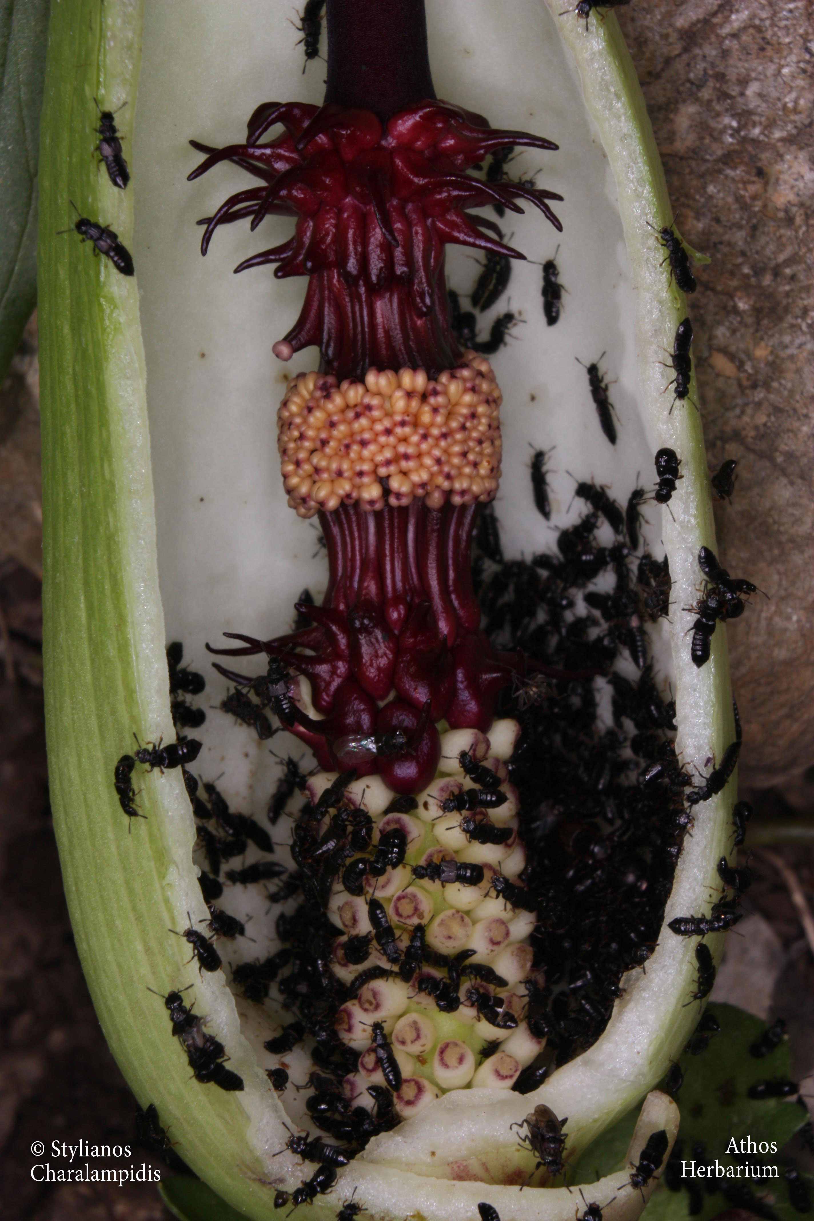 Η θαυμαστή χλωρίδα του Αγίου Όρους-3