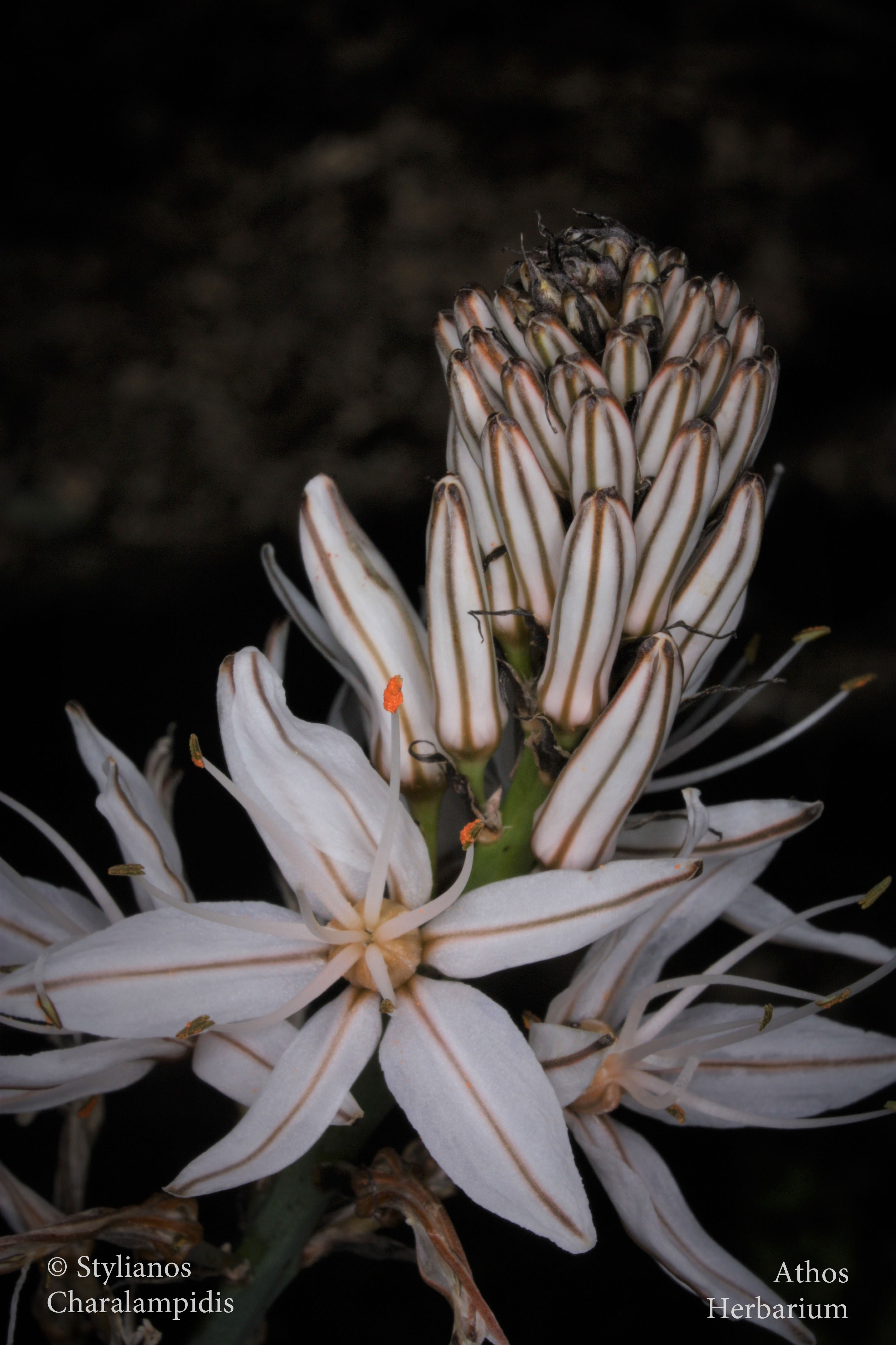 Η θαυμαστή χλωρίδα του Αγίου Όρους-2