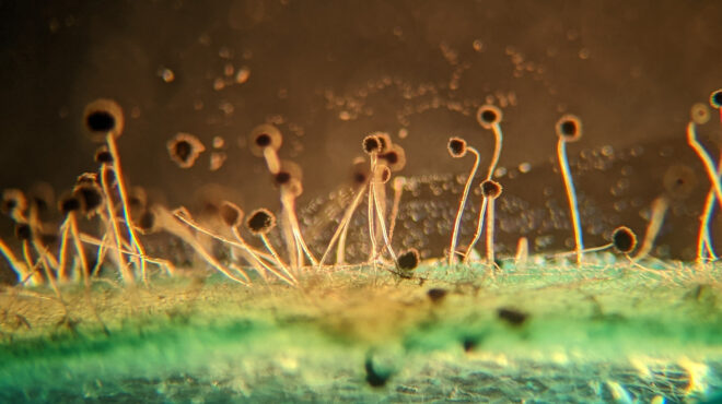 γιατί-βάφτηκε-ροζ-μια-λίμνη-στη-χαβάη-562663615